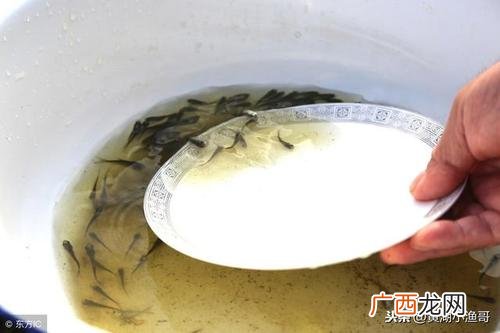 水产养殖净化水质 鱼塘养殖净水