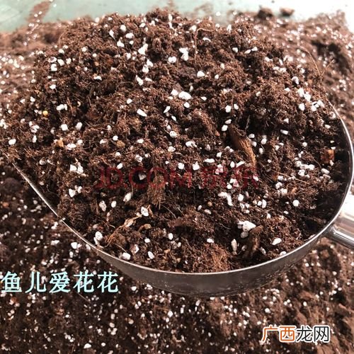 盆栽月季花怎么养 月季花的养殖土壤