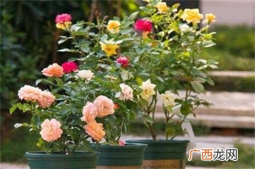 盆栽月季花怎么养 月季花的养殖土壤