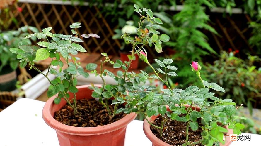 盆栽月季花怎么养 月季花的养殖土壤