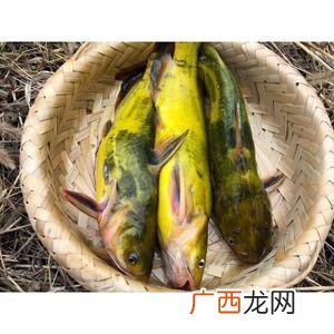 黄辣丁好养吗 鱼塘养殖黄辣丁怎么养