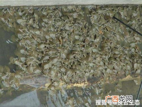一亩鱼塘养鱼成本多少 鱼塘养殖甲鱼混养