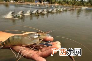 越南海鲜如何进货 越南养殖海鲜