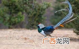 云南山区养殖什么好 云南省白腹锦鸡养殖