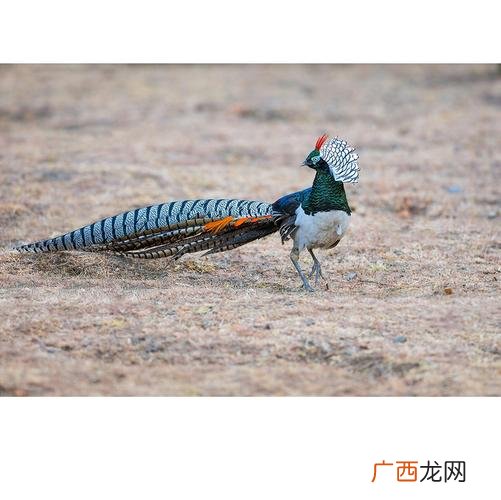 云南山区养殖什么好 云南省白腹锦鸡养殖