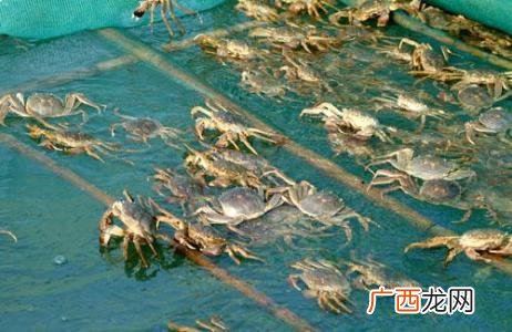 养殖青蟹新技术 杂蟹养殖技术