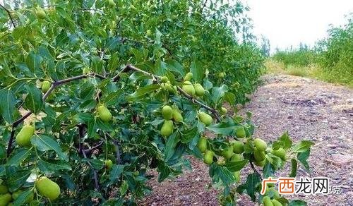 枣树怎样繁殖 枣树的养殖