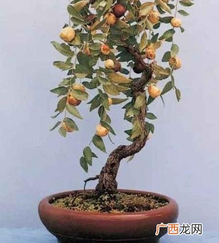枣树怎样繁殖 枣树的养殖