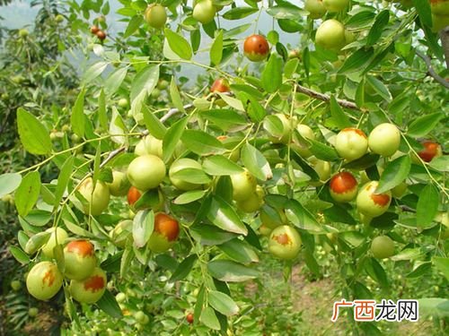 枣树繁殖方法 枣树的养殖技术