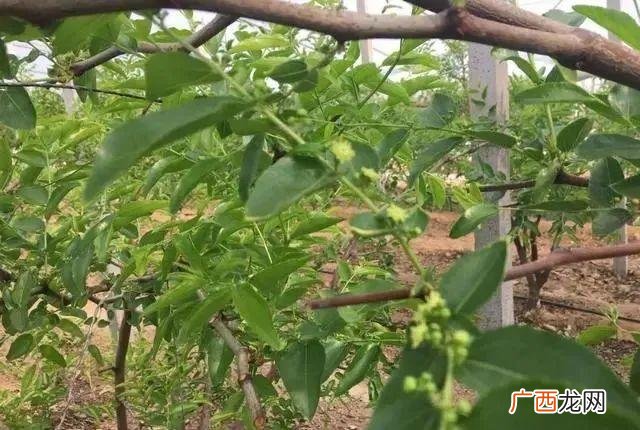 枣树繁殖方法 枣树的养殖技术