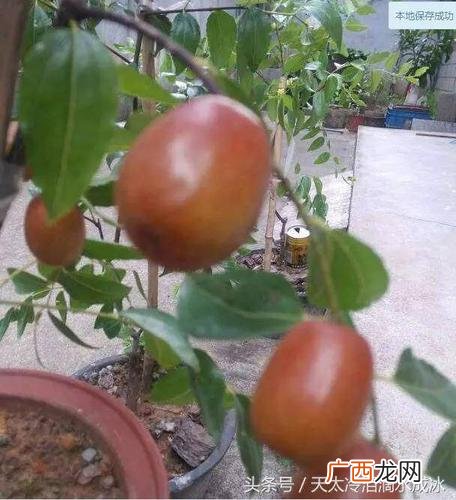 枣树的栽培方法 枣树怎么养殖