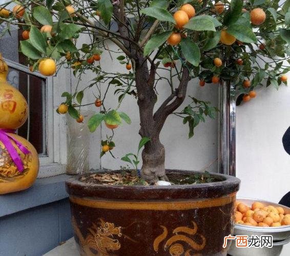 枣树的栽培方法 枣树怎么养殖