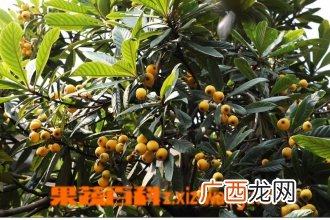 枇杷树怎么修剪 枇杷树剪枝方法教程