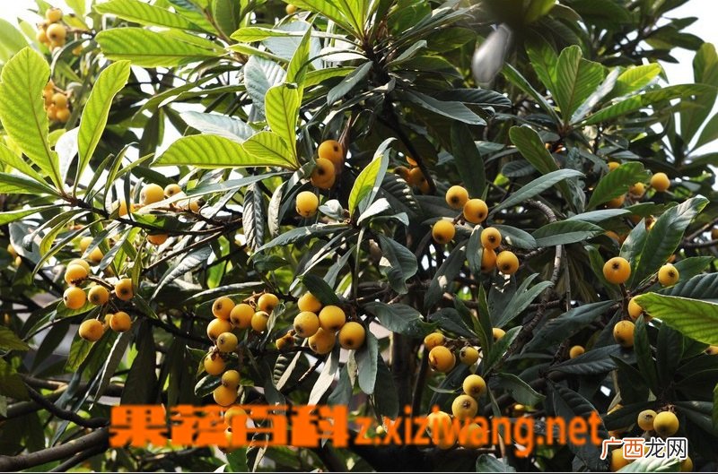 枇杷树怎么修剪 枇杷树剪枝方法教程