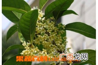 四季桂的养殖方法 养殖四季桂的注意事项