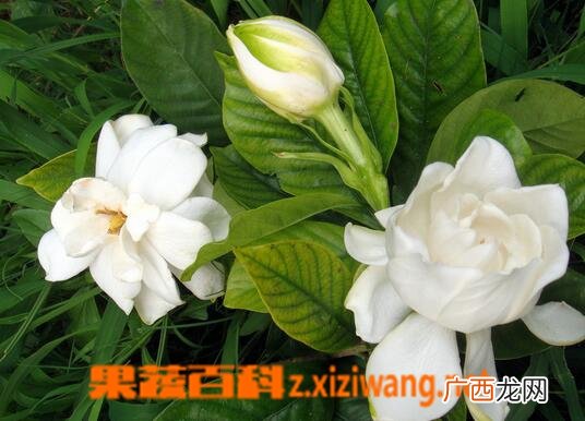 栀子花能吃吗 栀子花的常见吃法