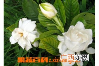 栀子花能吃吗 栀子花的常见吃法