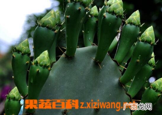 仙人掌的保健功效与作用 仙人掌能治疗哪些疾病