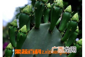 仙人掌的保健功效与作用 仙人掌能治疗哪些疾病