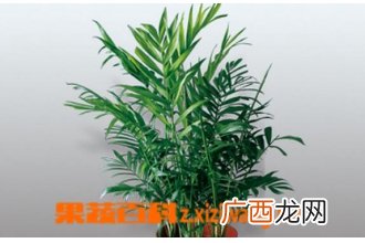 凤尾竹的养殖方法与注意事项