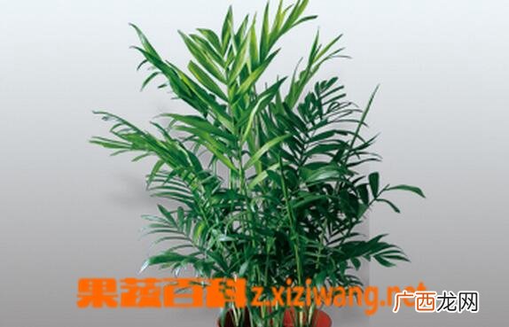 凤尾竹的养殖方法与注意事项
