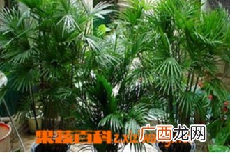 凤尾竹的功效与作用 凤尾竹的药用功效