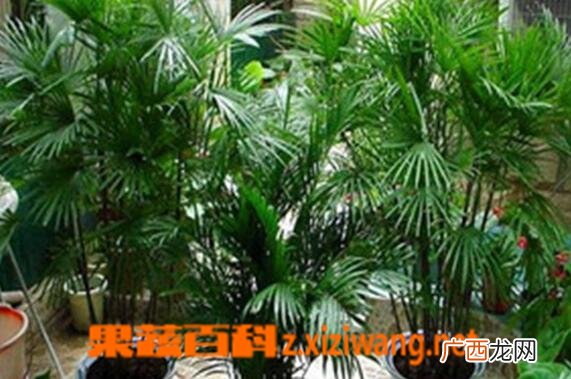 凤尾竹的功效与作用 凤尾竹的药用功效