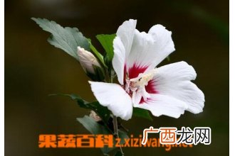 扶桑的养殖方法与注意事项