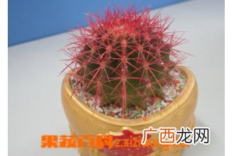 仙人球如何养殖 盆栽仙人球的养殖方法