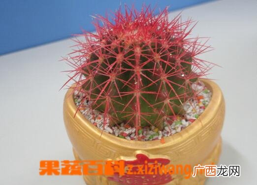 仙人球如何养殖 盆栽仙人球的养殖方法