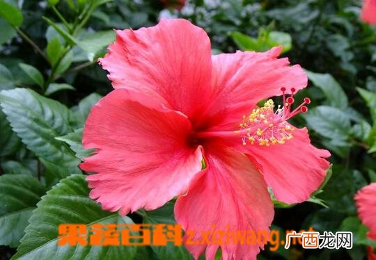 扶桑花的功效与作用 扶桑花能治哪些疾病