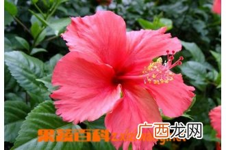 扶桑花的功效与作用 扶桑花能治哪些疾病