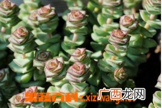 钱串子如何养殖 钱串子的养殖方法和注意事项