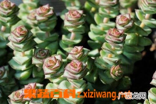 钱串子如何养殖 钱串子的养殖方法和注意事项