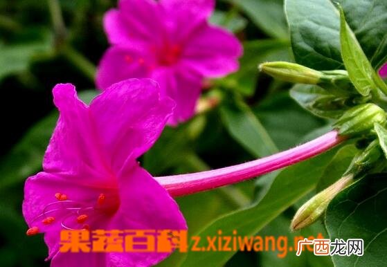 紫茉莉的药用功效与常见用法