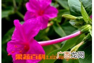 紫茉莉的药用功效与常见用法