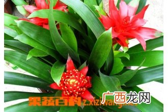 凤梨花如何养殖 凤梨花的养殖方法技巧