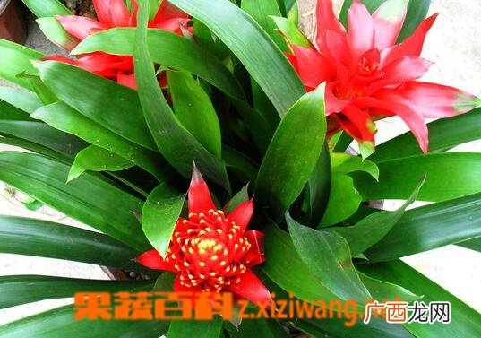 凤梨花如何养殖 凤梨花的养殖方法技巧