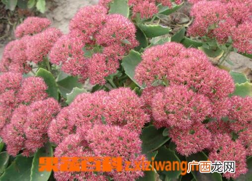 八宝景天的功效与作用