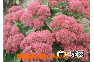 八宝景天的功效与作用