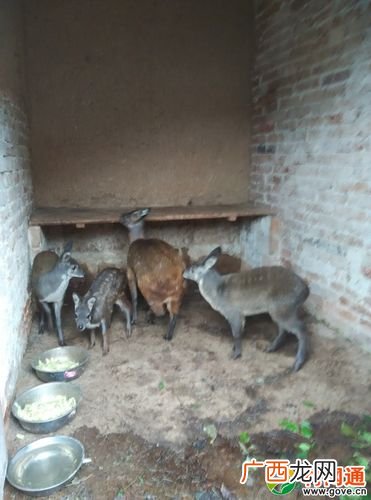 致富经林麝养殖视频 致富经林麝养殖视频