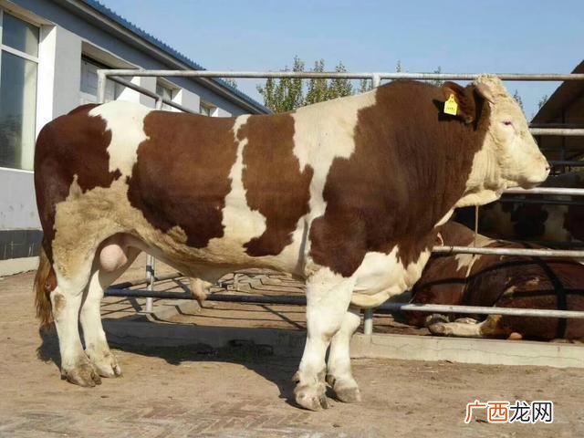 农村养牛成功视频 致富经小牛犊养殖技术