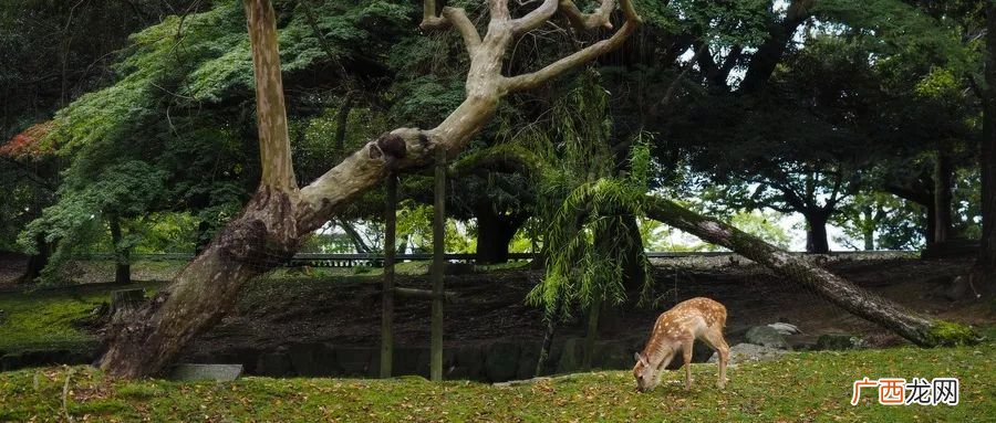 交通+地址 哈尔滨清明节周边自驾游攻略