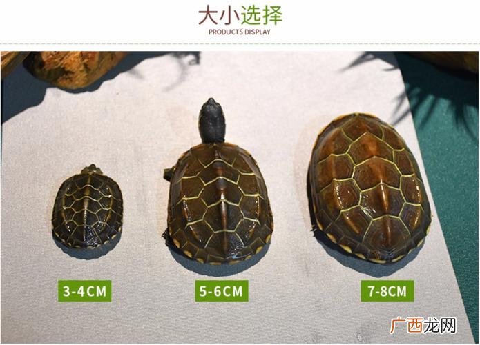 草龟喂食的正确方法 草龟养殖密度