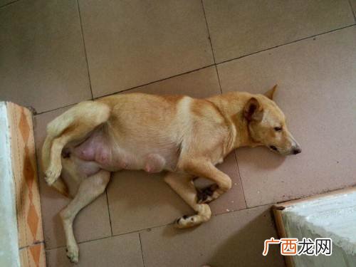 宠物视频大全搞笑 宠物狗养殖视频大全
