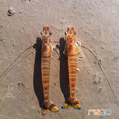 虾的盐度和温度 对虾的养殖盐度是多少