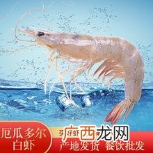 厄瓜多尔虾是海虾吗 厄瓜多尔 对虾养殖