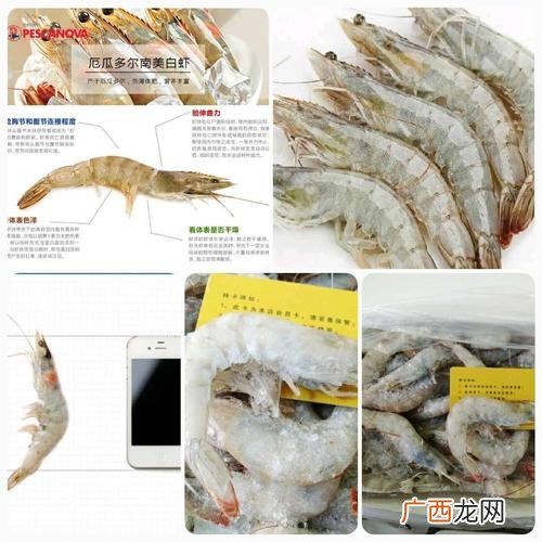 厄瓜多尔白虾是野生的还是养殖的 厄瓜多尔白虾养殖