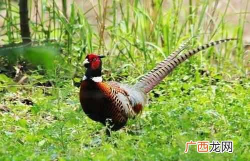 现在农村干什么赚钱（这6个低投资赚钱小项目必