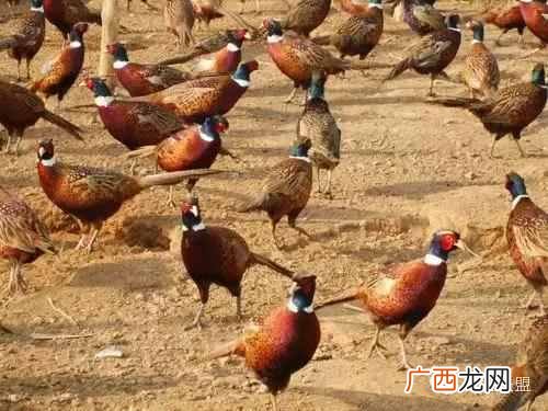 这5大养殖项目值得推荐 在农村养殖什么赚钱
